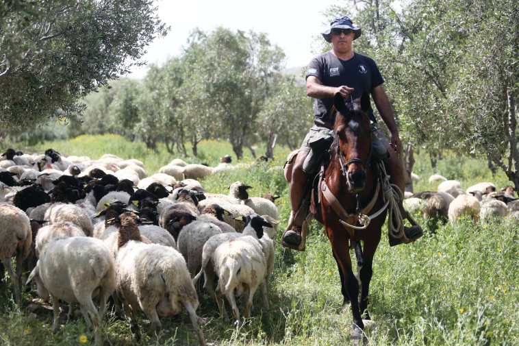 דידי עמוסי. צילום: אריאל בשור דידי עמוסי. צילום: אריאל בשור