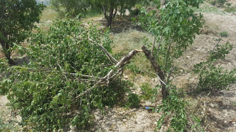 כ-20 עצי זית נכרתו, צילום: זכריה סדה, רבנים לזכויות אדם