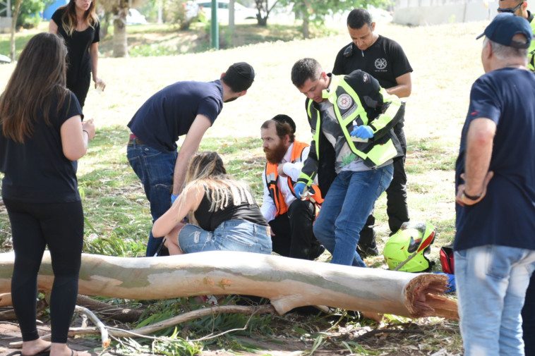 עץ נפל בפארק הירקון. צילום: קובי ריכטר/TPS