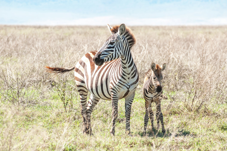 זברות בטנזניה. צילום: אינג'אימג'