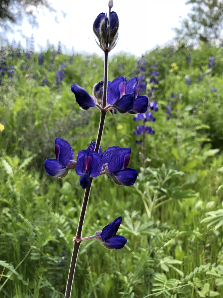 פריחה בגולן. צילום: מיטל שרעבי