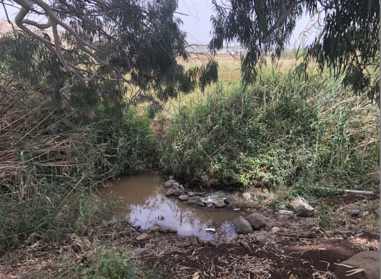 עמק הירדן. צילום: מיטל שרעבי עמק הירדן. צילום: מיטל שרעבי