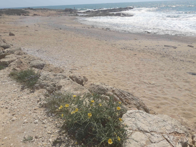 חוף בצת. צילום: גידי בטלהיים, המשרד להגנת הסביבה