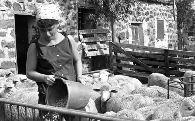 קיבוץ עין זיוון, 1975. צילום: אסף קוטין קיבוץ עין זיוון, 1975. צילום: אסף קוטין