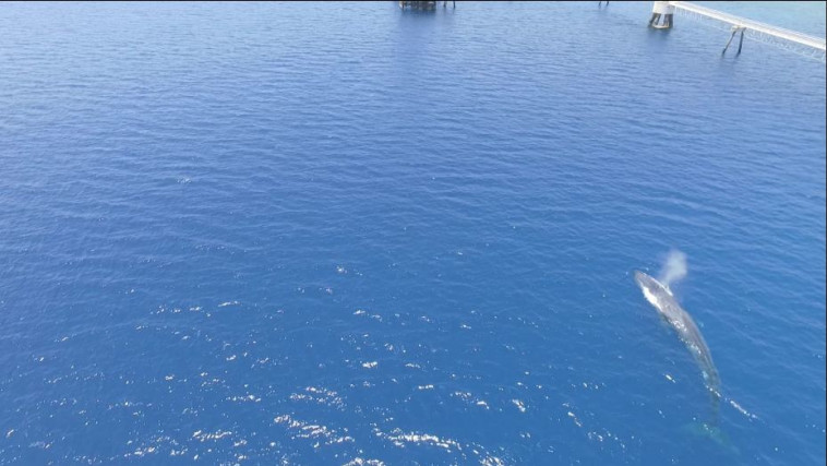Une baleine bleue dans le golfe d'Eilat. Photo: AutoritÃ© de la nature et des parcs d'IsraÃ«l, Omri Omassi