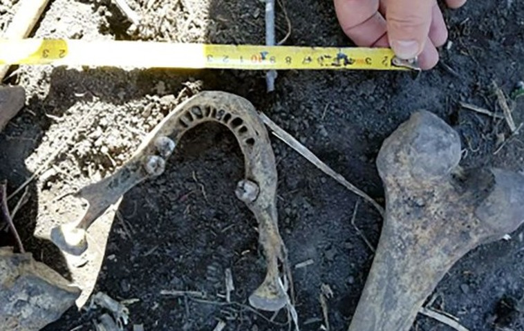 הרגה את הבעל עם גרזן, ביתרה את גופתו וקברה את השרידים בגינה