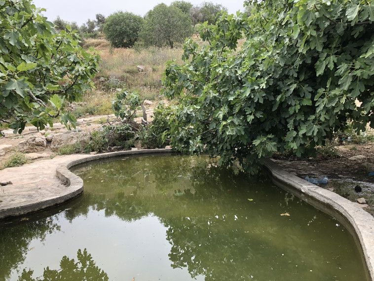 מעיין עמשא. צילום: מיטל שרעבי