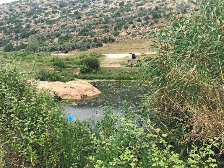 נחל קנה. צילום: מיטל שרעבי