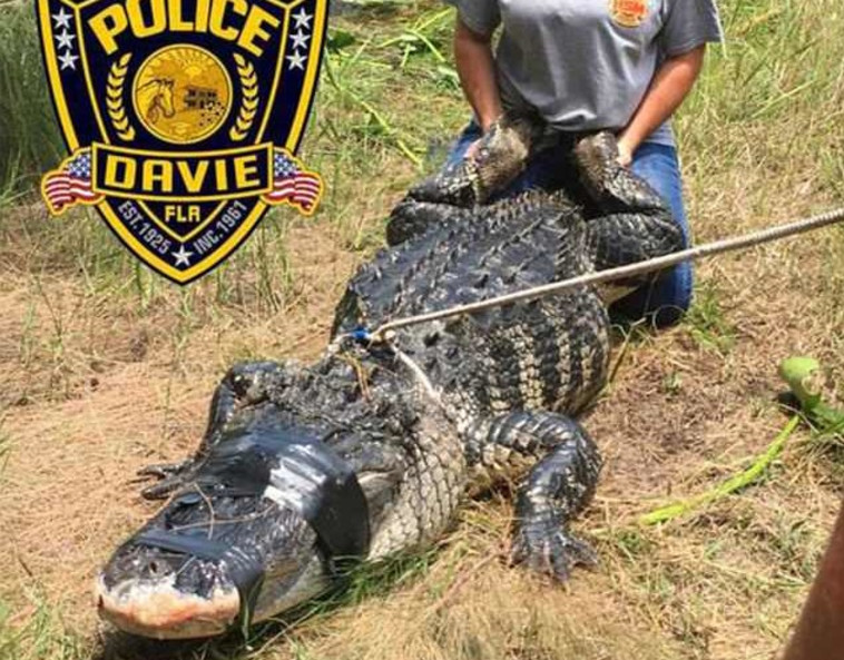 זרועותיה נמצאו בתוך בטנו של התנין. בתמונה: התנין שטרף את מאצוקי