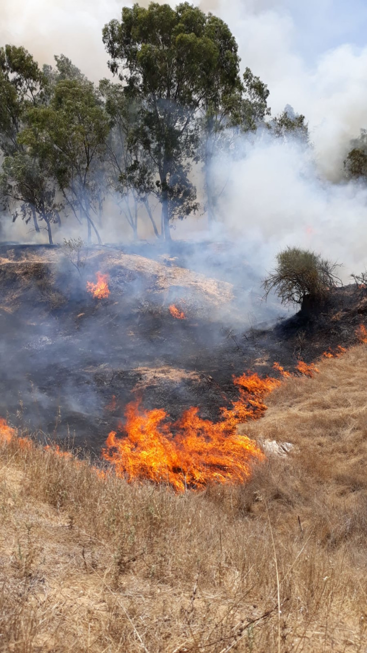 צילום: משה ברוכי, קק&quot;ל
