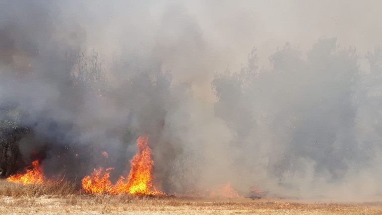 צילום: דוברות מועצת אשכול