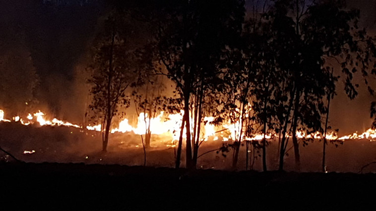 שריפה ביער בארי. צילום: דני בן דוד, יערן קק״ל 