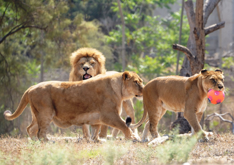 אריות משחקים בכדור. צילום: אלעד הרשקוביץ