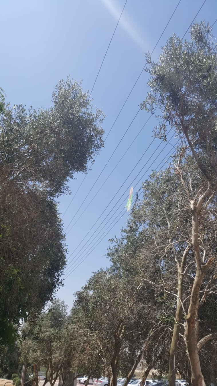 עפיפון תבערה בשטח מכללה ליד נתיבות. צילום: דוברות מכללת חמדת הדרום