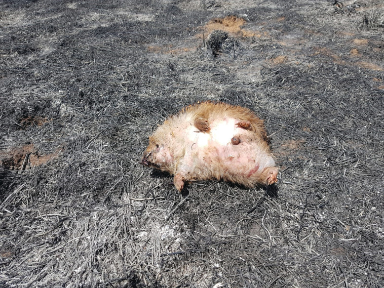 נזקי טרור העפיפונים. צילום: רשות הטבע והגנים, ברק שחם 