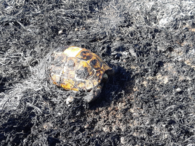  צב יבשה שמת בשריפות בבארי. צילום: אשר פרץ, רשות הטבע והגנים