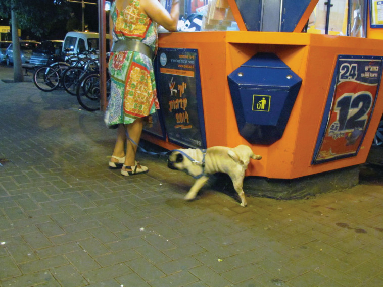 פיס. צילום: נתן זהבי