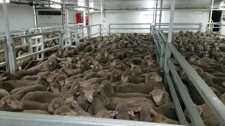 משלוחים חיים. צילום: אנימלס אוסטרליה