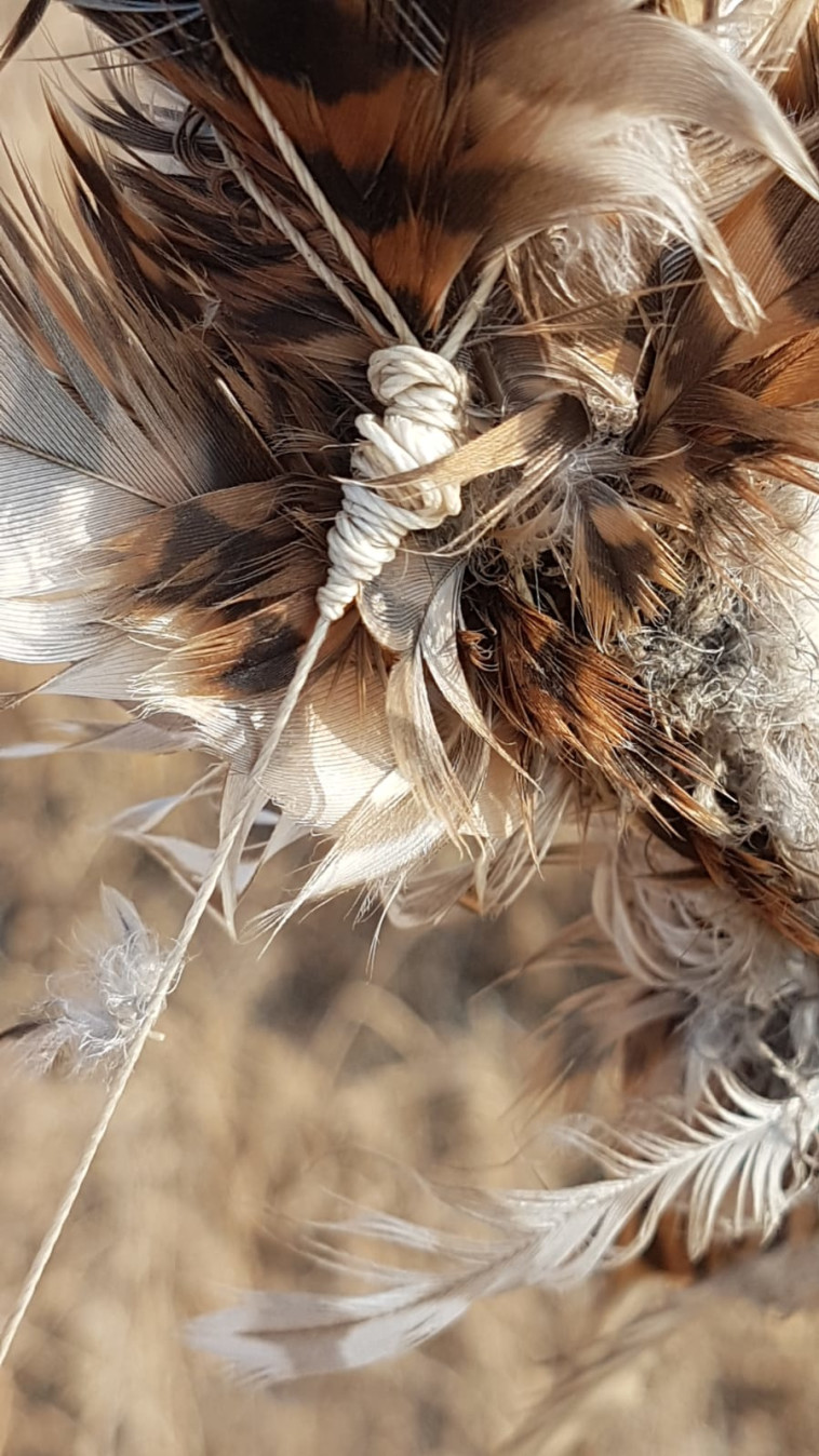 הבז המצוי המחובר לחומר דליק. צילום: רשות הטבע והגנים