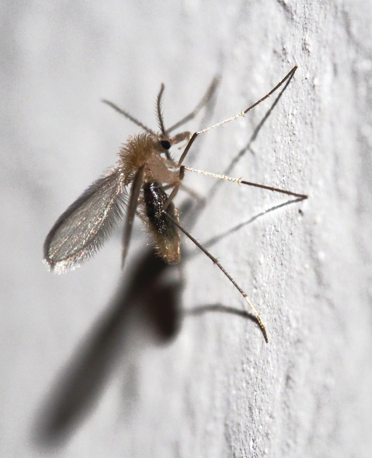 זבוב החול שמפיץ את הלישמניה. קשר ברור בין המחלות. צילום: לואיס פרננדס גארסיה