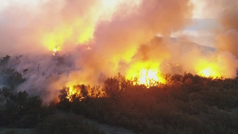 השריפה בשמורת עינות צוקים. צילום: עמיר אלוני, רשות הטבע והגנים השריפה בשמורת עינות צוקים. צילום: עמיר אלוני, רשות הטבע והגנים