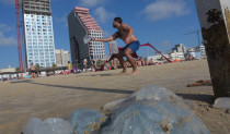 מדוזות בחוף תל אביב