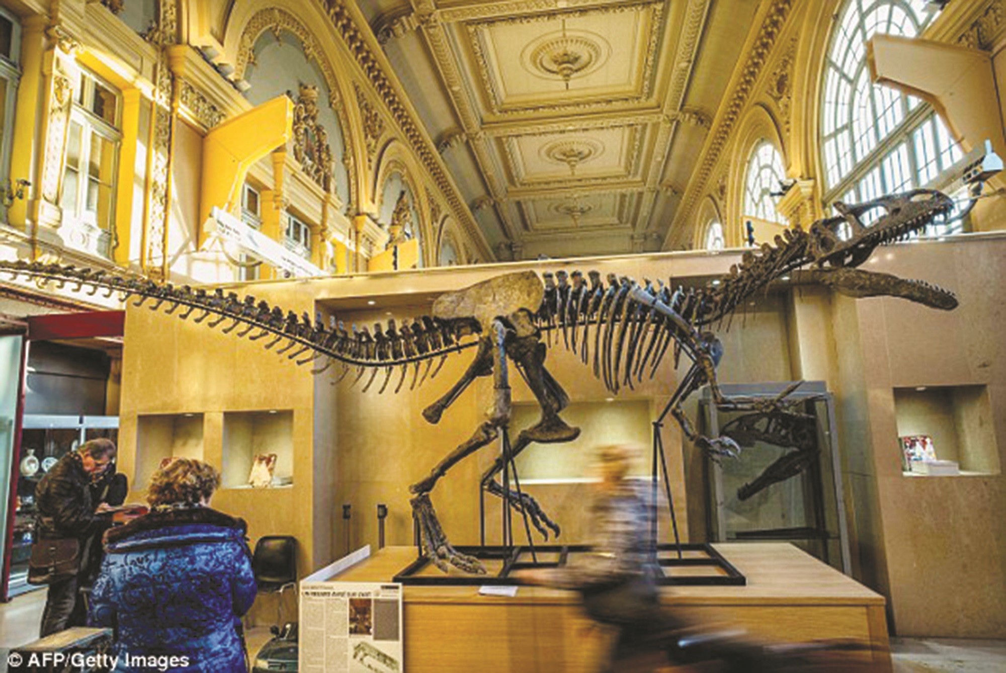שלד דינוזאור, אילוסטרציה. צילום: AFP