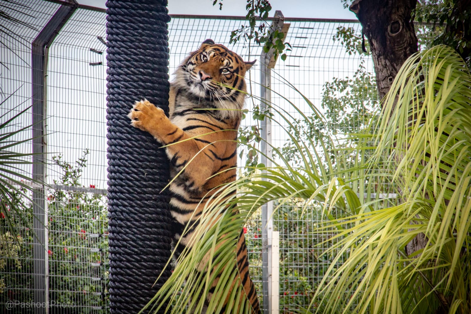רימבה הטיגריס. צילום: שגיא טבצ'ניק, הספארי רמת גן