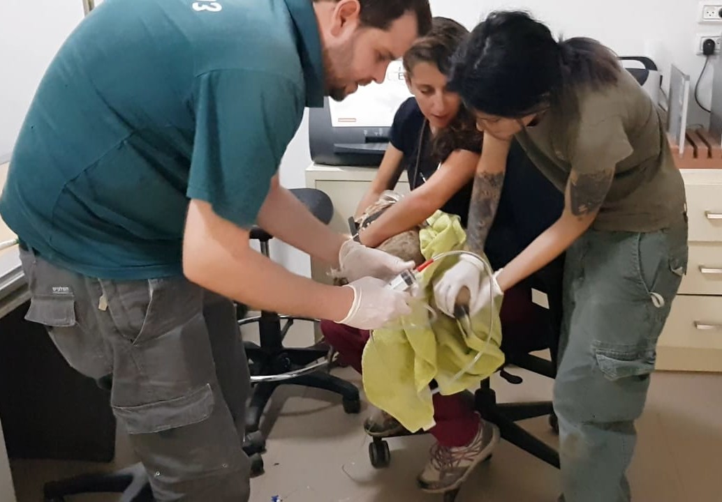 אחד מהנשרים עובר טיפול בבית החולים לחיות. צילום: ברק ספקטור ורוני אליאס