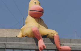 הברווז על גג עיריית תל אביב צילום ארכיון 2008 (צילום: יוסי אלוני)