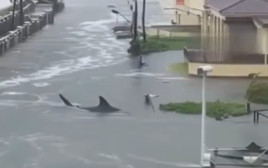 הוריקן "מליסה" בג'מייקה - כריש שוחה ברחוב (צילום: צילום מסך, רשת X)