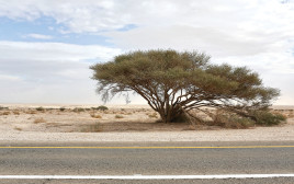 הערבה (צילום: נתי שוחט, פלאש 90)