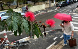 מטריה, גשם, חורף (צילום: אבשלום ששוני)