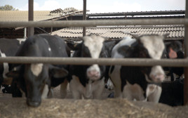 רפת פרות (צילום: הדס פרוש פלאש 90)