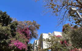 מזג אוויר נעים (צילום: אבשלום ששוני)