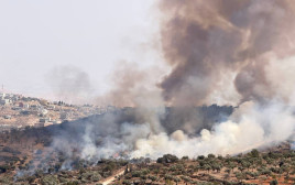 שריפת עצי זית באיו"ש (צילום: רשתות חברתיות, שימוש לפי סעיף 27 א')