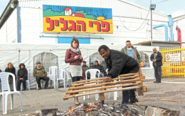 פרי הגליל (צילום: אריאל בשור)