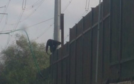 הקוף שברח בראשון לציון (צילום: משטרת ישראל)