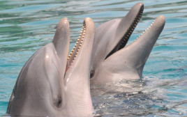 דולפינים (צילום: ג'ורג' נובומינסקי, פלאש 90)
