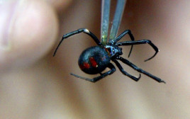 אלמנה שחורה, ארכיון