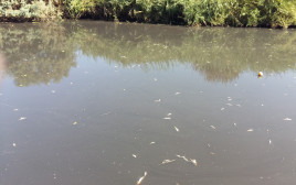 דגים מתים בנחל אלכסנדר (צילום: אירית כליף)