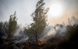השריפה בנווה אילן (צילום: יונתן זינדל, פלאש 90)