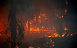 השריפה בחיפה (צילום: רויטרס)