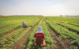 חקלאים באזור בית שמש (צילום: יעקב לדרמן, פלאש 90)