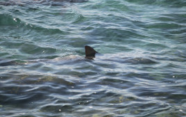 כרישים סמוך לתחנת הכוח בחדרה