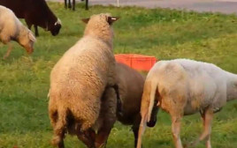 כבשים (צילום: צילום מסך)