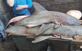 כרישים בשוק העיר העתיקה בירושלים