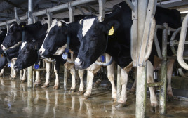 פרות, תעשיית החלב (צילום: רויטרס)