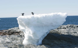 פינגווינים באנטארקטיקה (צילום: רויטרס)
