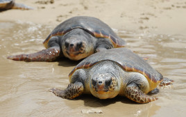 צבי ים, ארכיון (צילום: גילי יערי, פלאש 90)